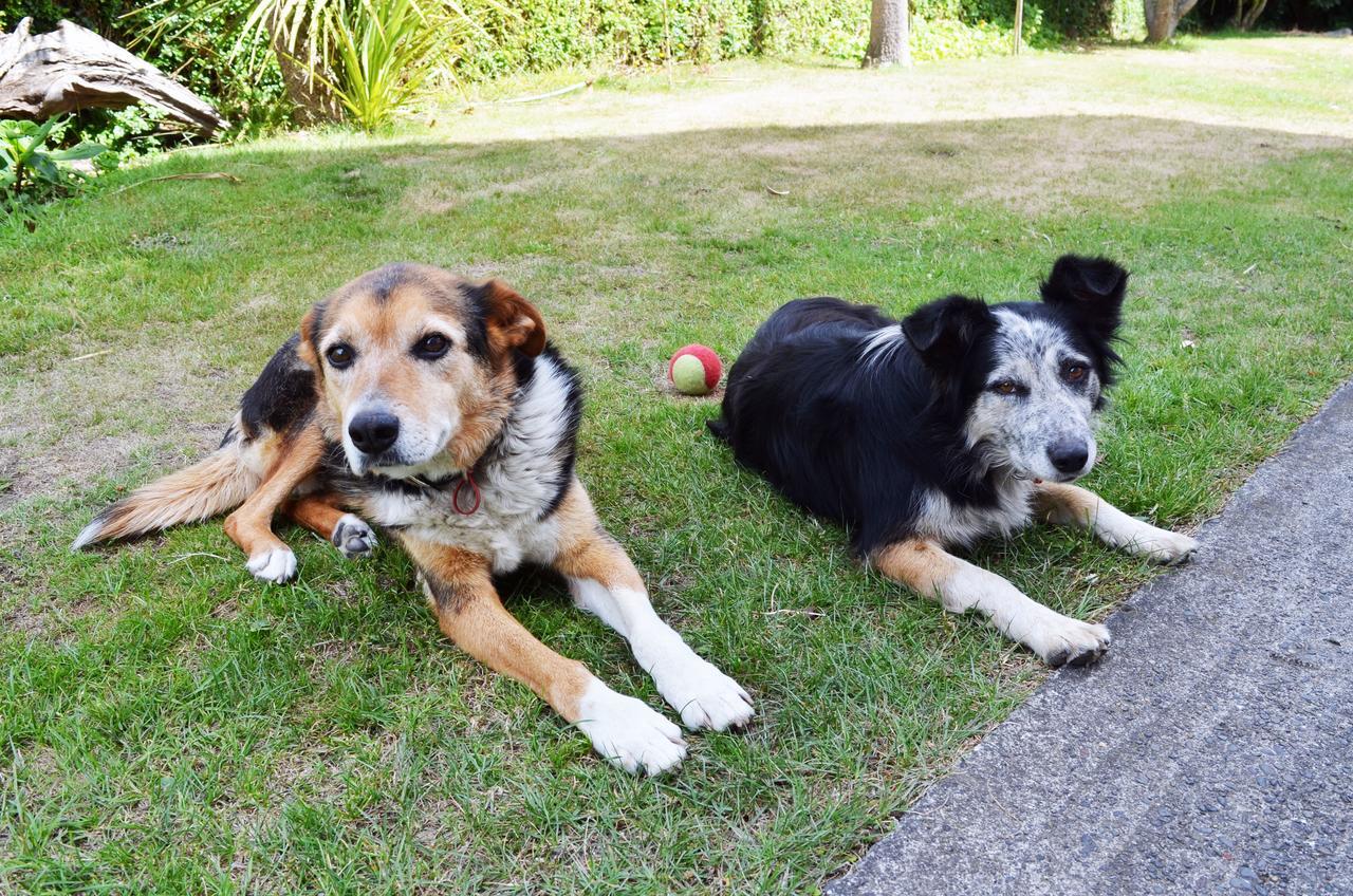 Braemar House B&B And Yha Hostel Whanganui Bagian luar foto